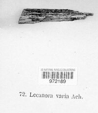 Lecanora varia image